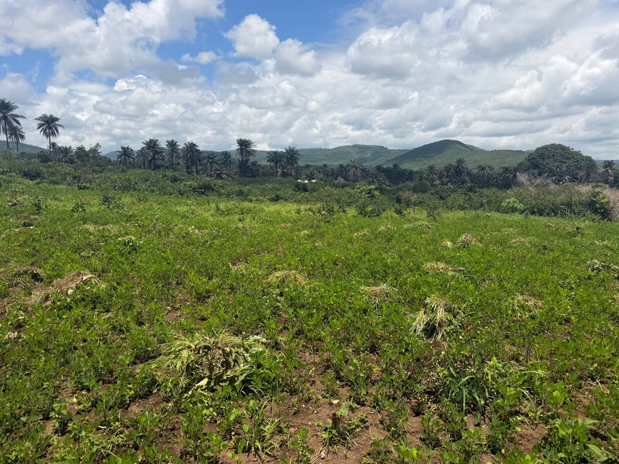 Terrain résidentiel 800 m² — Kipé